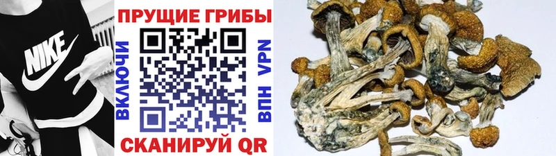 Псилоцибиновые грибы Cubensis  маркетплейс формула  Верхнеуральск 